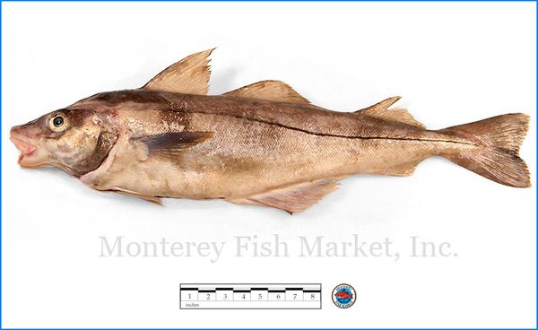 Haddock from United States supplied by M.F.M. Seafood - Monterey Fish Market - Fresh (=Chilled=Raw) Fresh Haddock