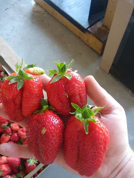 strawberry from 보스니아-헤르체고비나 supplied by ZZ "Brka" Brčko - 밝은 빨간색 신선 딸기