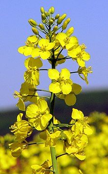 Rapeseed from 폴란드 supplied by Agromi Karol Janicki - Conventional 카놀라 씨 및 유채 씨