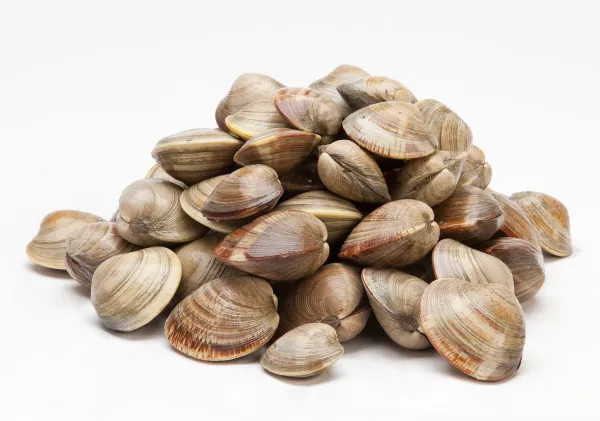 Fresh Clam from 미국 supplied by Ballard Fish and Oyster Company - Whole (=In Shell=Unshucked) 냉동 조개