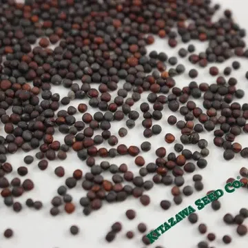 Mustard Seed from United States supplied by True Leaf Market - Seed Mustard Seed