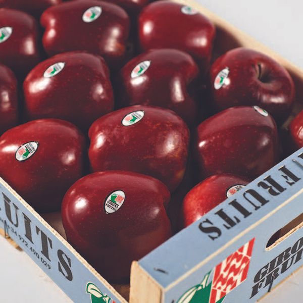 Red Apple from Spain supplied by GIRONA FRUITS SCCL - Red Fresh Apple