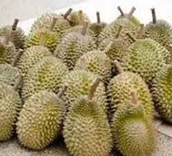 Durian from 말레이시아 supplied by NTD Biolite Resources - Musang King (=Mao Shan Wang=D197) 신선 두리안