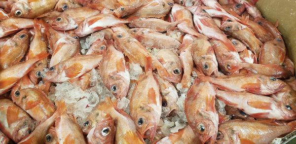 Mullet Fish from 미국 supplied by Northern Pelagic Group - Red Mullet (=Striped Goatfish=Mullus barbatus) 냉동 가숭어