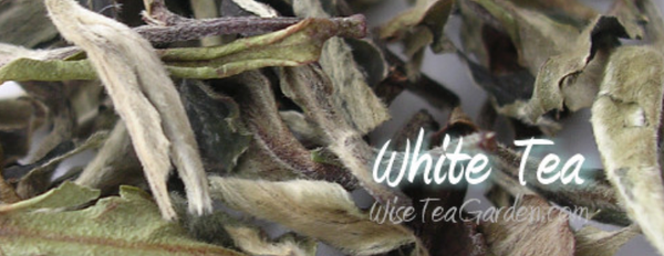 White Tea from 캐나다 supplied by Wise Tea Garden - Leaves 백차