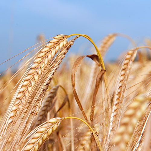 Barley from United Kingdom supplied by Robin Appel Ltd - Yellow Barley