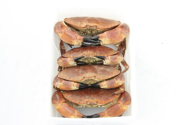 Crab from 영국 supplied by JPL Shellfish (Scotland) Ltd - 원물 냉동 게