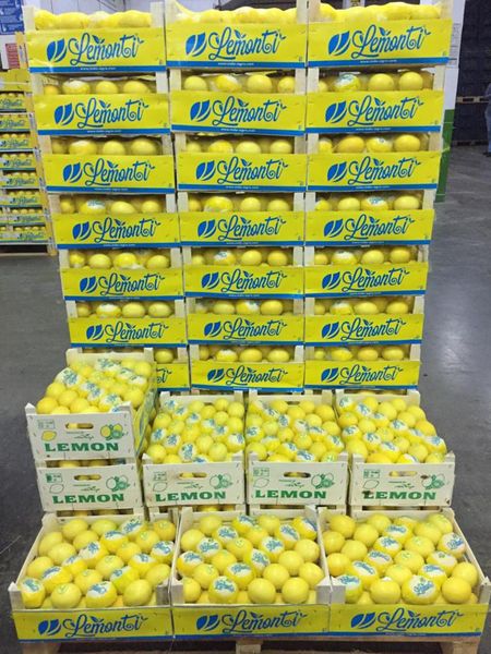 Lemon from 튀르키예 supplied by MDA Agro - 밝은 노란색 신선 레몬