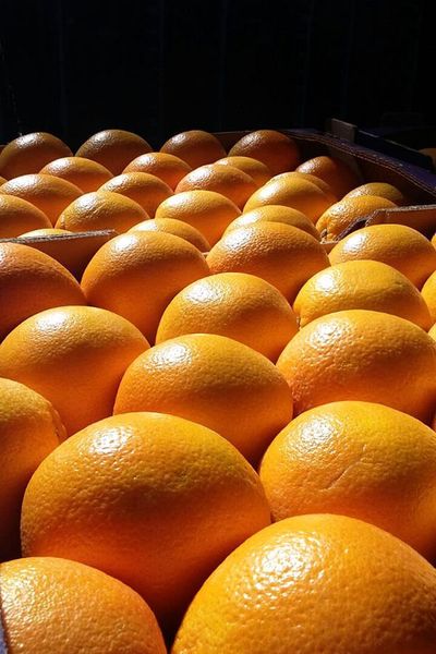 Fresh Orange from 이집트 supplied by Agrismart For Agricultural Development - Olinda Valencia 신선 오렌지