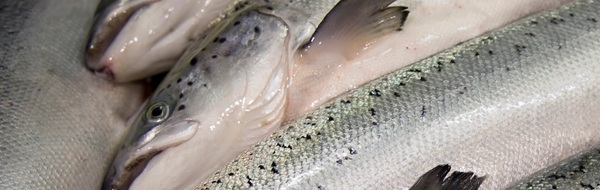 Whole Salmon from United Kingdom supplied by Highland Smoked Salmon Ltd. - As per customer's request Frozen Whole Atlantic Salmon