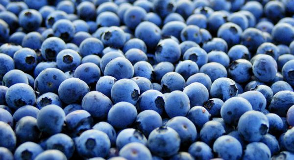 Fresh Blueberry from 칠레 supplied by Biofruit Ltda - Tub (=Bucket=Pail) 신선 블루베리