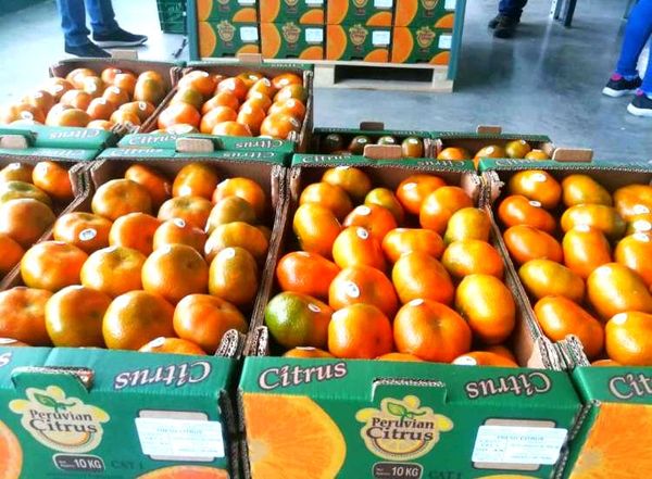 Mandarins from Peru supplied by Peruvian Fresh Products - Whole Fresh Mandarin