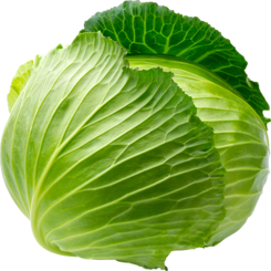 Cabbage from 러시아 supplied by LLC Agrofirma KRiMM - Fresh (=Chilled) 신선 양배추