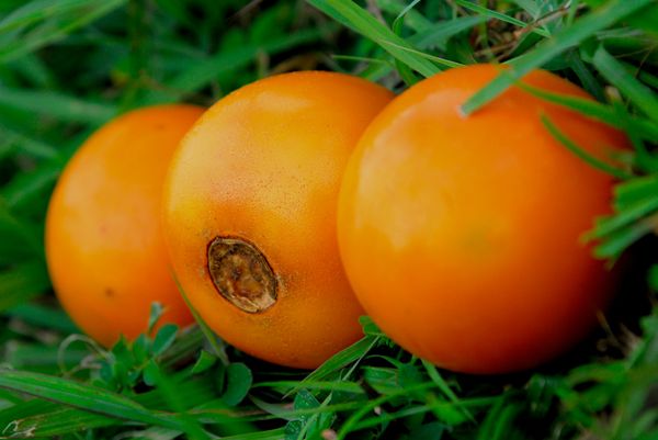 Fresh Lulo from Colombia supplied by Frutas Arkanzas - Whole Lulo