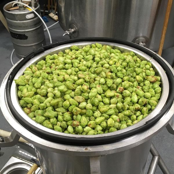 Hop from 미국 supplied by Hop Yard - As per customer's request 홉