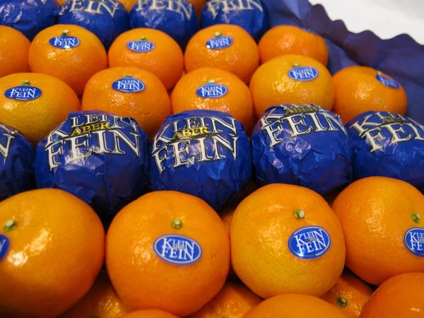 Fresh Mandarin from 스페인 supplied by Llombart Handels mbH - Ortanique 신선 만다린