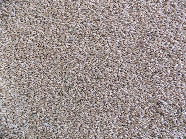 Wheat from 크로아티아 supplied by DODLEK-AGRO d.o.o. - Dried 소맥