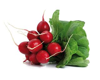 Radish from 이탈리아 supplied by Ortoveneto - Washed 무