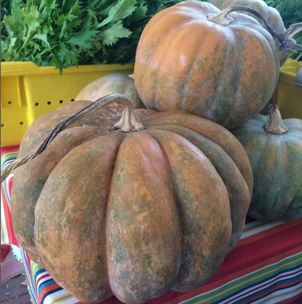 Pumpkin from 미국 supplied by Savoie Organic Farm - Whole 신선 호박