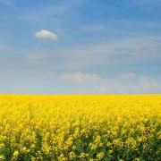 Mustard Seed-Yellow from United States supplied by Outsidepride - Yellow Mustard Seed