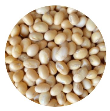 Vietnam Organic Soy Nut (Soybean) from 베트남 supplied by Viet Haus Ltd. - 기타 콩류