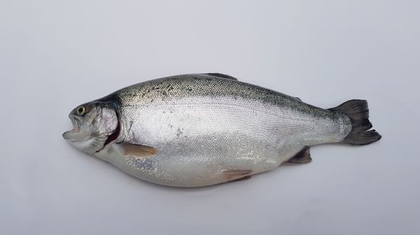 Frozen Whole Salmon from 튀르키예 supplied by Sadiklar Soguk Hava Tesisleri Ve Su Urunleri San. Tic. Ltd. Sti - Whole (=In The Round) 연어