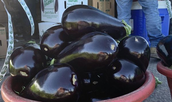 Eggplant from United States supplied by M D'Ottavio Produce Inc - Purple (=Violet) Eggplant