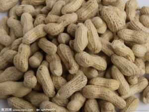 Peanuts from 아르헨티나 supplied by MSU S.A. - 원물 생땅콩