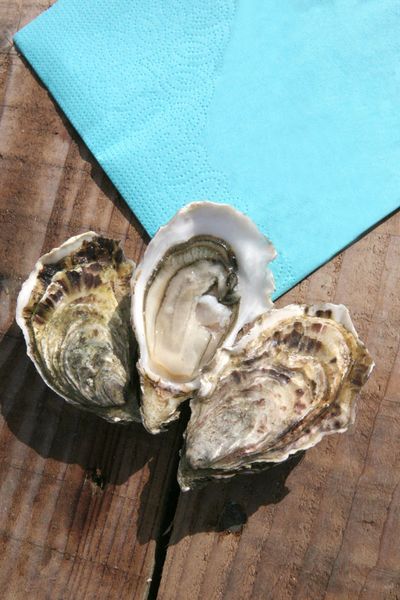 The Verneuil “Fine” oyster from France supplied by VIKING MAREE - Venus Clam Fresh Oyster