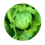 Lettuce from United States supplied by River City Produce - Green Fresh Lettuce