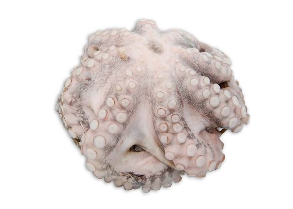Octopus from Portugal supplied by FRIJOBEL - INDÚSTRIA E COMÉRCIO ALIMENTAR, S.A. - Big Blue Octopus (=Octopus cyanea=Day Octopus) Frozen Octopus