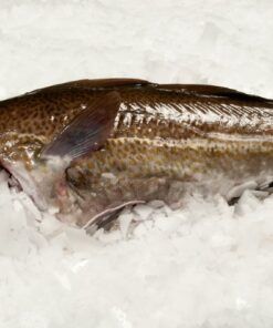 Fresh Cod from 덴마크 supplied by Hesselholt Fish Export - Loin 냉동 대서양 대구