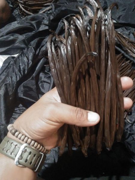 Indonesian Vanilla Beans from Indonesia supplied by CV. Prima Nusantara Sejahtera - As per customer's request Vanilla