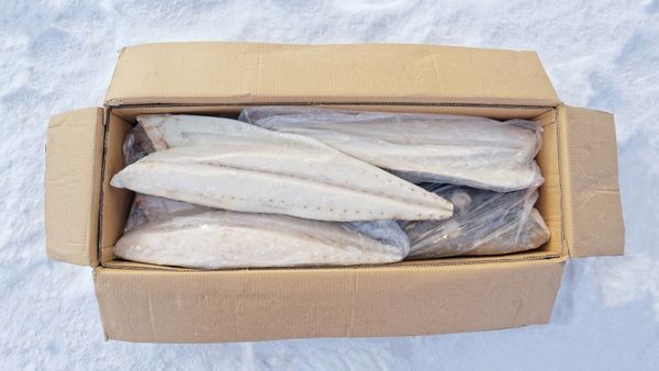 Oilfish from 인도네시아 supplied by Lotana LV LTD - Frozen 냉동 어유