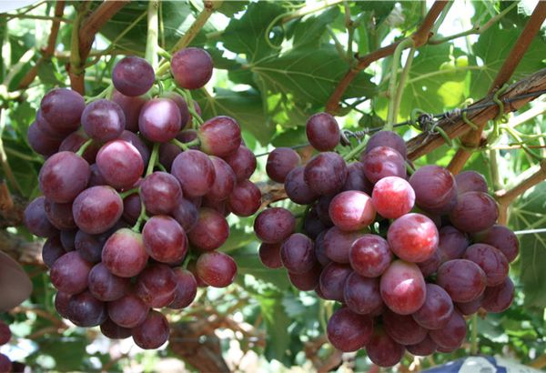 Table Grapes - Red from South Africa supplied by Denau Fruit - Table Grape Fresh Grape