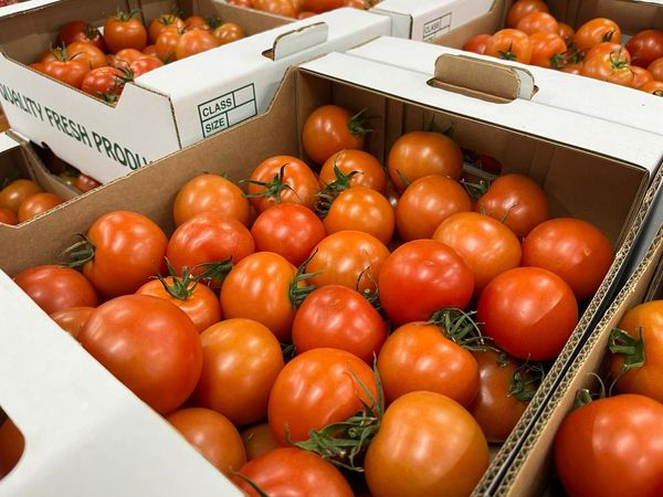 fresh Tomato from 영국 supplied by D. & F. MCCARTHY LTD - Whole 신선 토마토