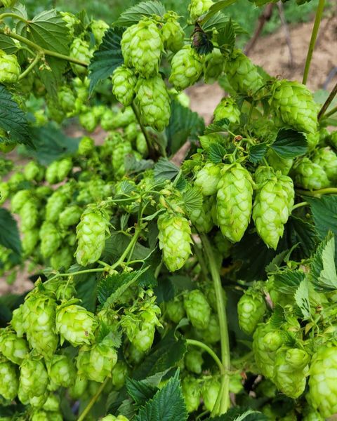 Hops from 미국 supplied by HOP HEAD FARMS, LLC - Green 홉