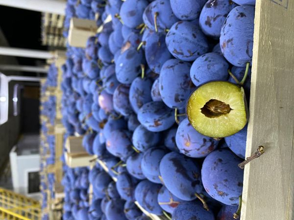 Plum from 몰도바 supplied by FANI SRL - < 50mm(=50mm 미만) 신선 자두