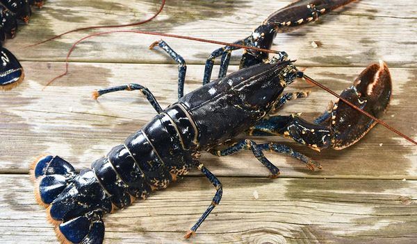 Fresh Lobster from 덴마크 supplied by Johs Jensen Fiske & Muslingeexport - 아메리칸 랍스터 신선 랍스터