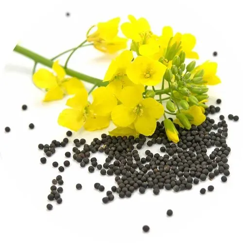 Rapeseed from 체코 supplied by Zemko Kozli - As per customer's request 카놀라 씨 및 유채 씨