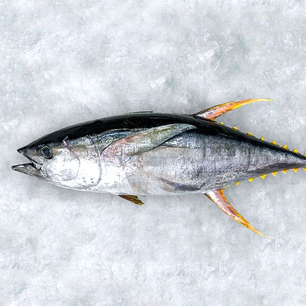 Fresh Yellowfin Tuna from United States supplied by JENSEN TUNA - Fresh (=Chilled=Raw) Fresh Yellowfin Tuna