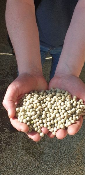 Green peas from 러시아 supplied by ChemTrade LLC - Field 말린 일반 콩
