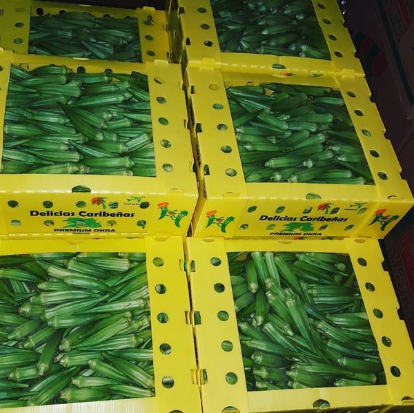 Fresh Okra from 도미니카공화국 supplied by Fenix Trading, CxA - Green 신선 오크라