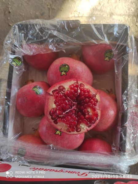 fresh pomegranate from 이집트 supplied by Green Point For export &import agriculture products - 빨간 과육 신선 석류