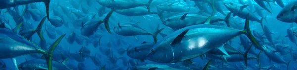 Tuna from Australia supplied by Blaslov Fishing Company - Bluefin group - Southern Bluefin Tuna (=Thunnus maccoyii) Tuna