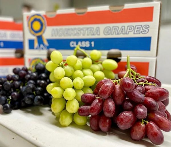 Fresh Grapes from South Africa supplied by Hoekstra Fruit Exporters - Green Fresh Grape
