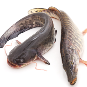 Cat Fish from 나이지리아 supplied by Karflex Fisheries Limited - Fresh (=Chilled=Raw) 신선 메기 통마리