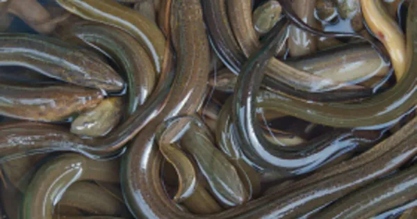 Eel from Germany supplied by Themar Fischzuchtanlagen GmbH - Farmed (=Captive Bred=Cultured) Eel