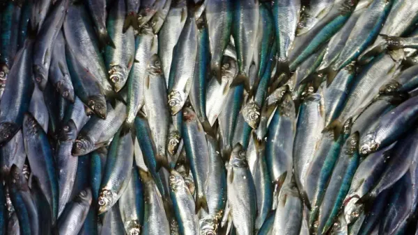 Frozen Herring from United Kingdom supplied by J.Marr (Seafoods) Ltd - Whole (=In The Round) Frozen Herring
