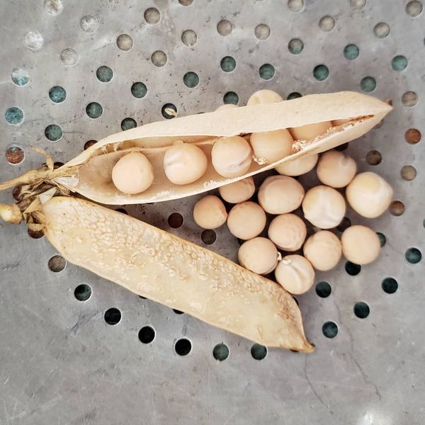 Yellow Peas from 캐나다 supplied by Mehsom Corp - 노란 완두 말린 일반 콩